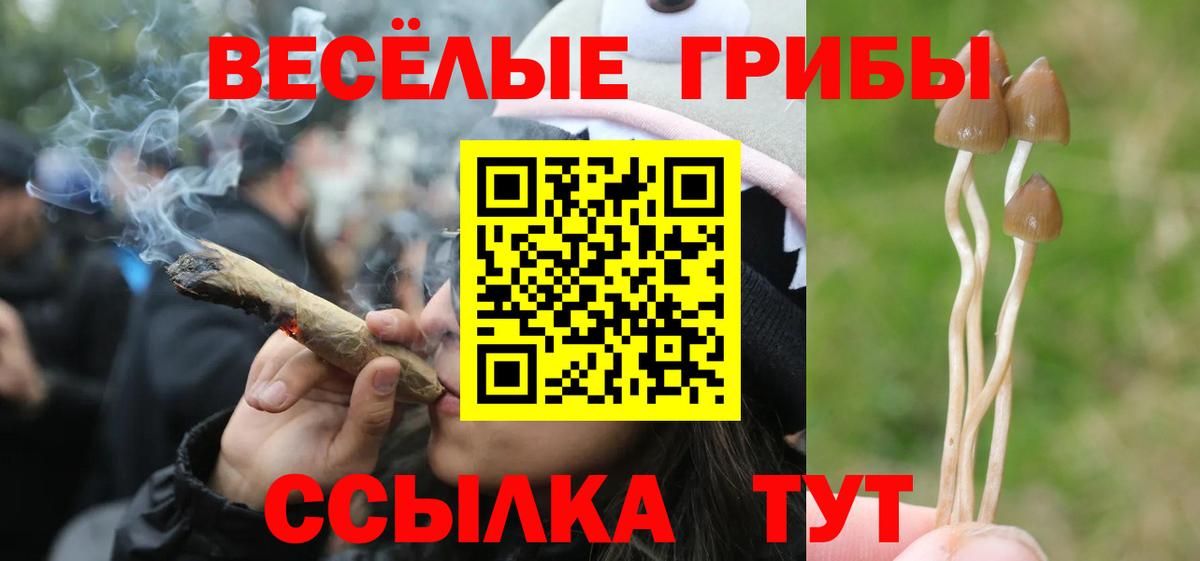 Можга  Галлюциногенные грибы MAGIC MUSHROOMS  Вход с VPN 